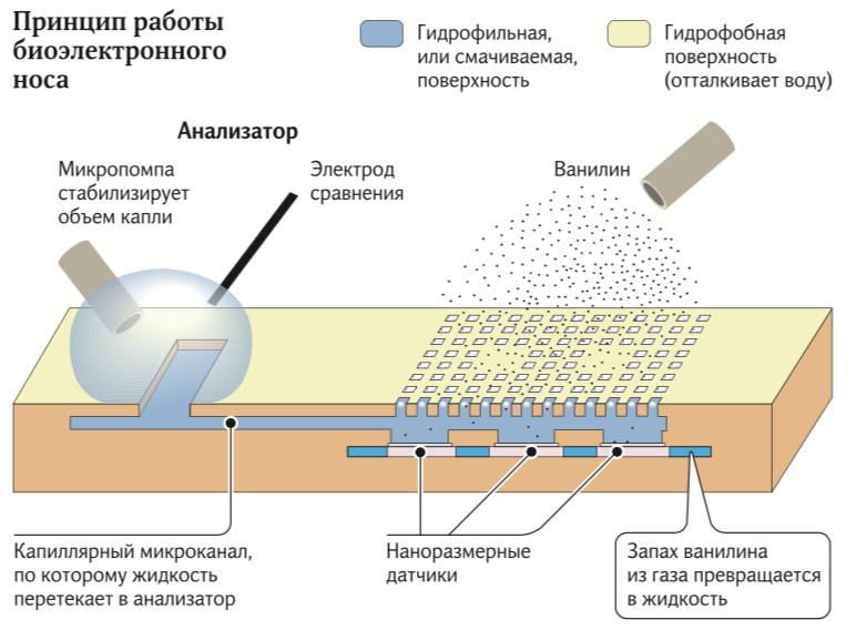 нюх