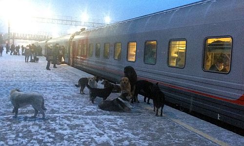 Жители Тынды опасаются выходить на вокзал из-за бродячих собак